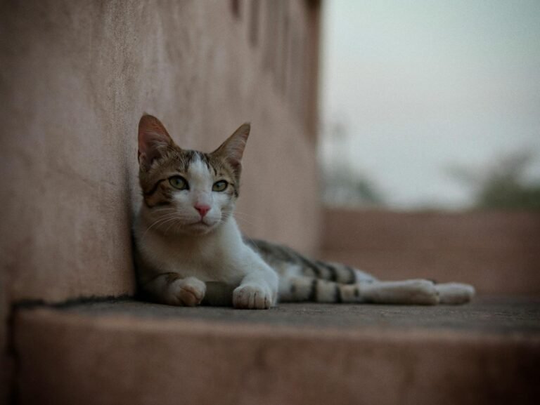 10 Feline Responses That Say “I’m Not Going Anywhere”