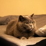 British Shorthair cat relaxing on a cozy bed with warm lighting. Perfect indoor scene for cat lovers.