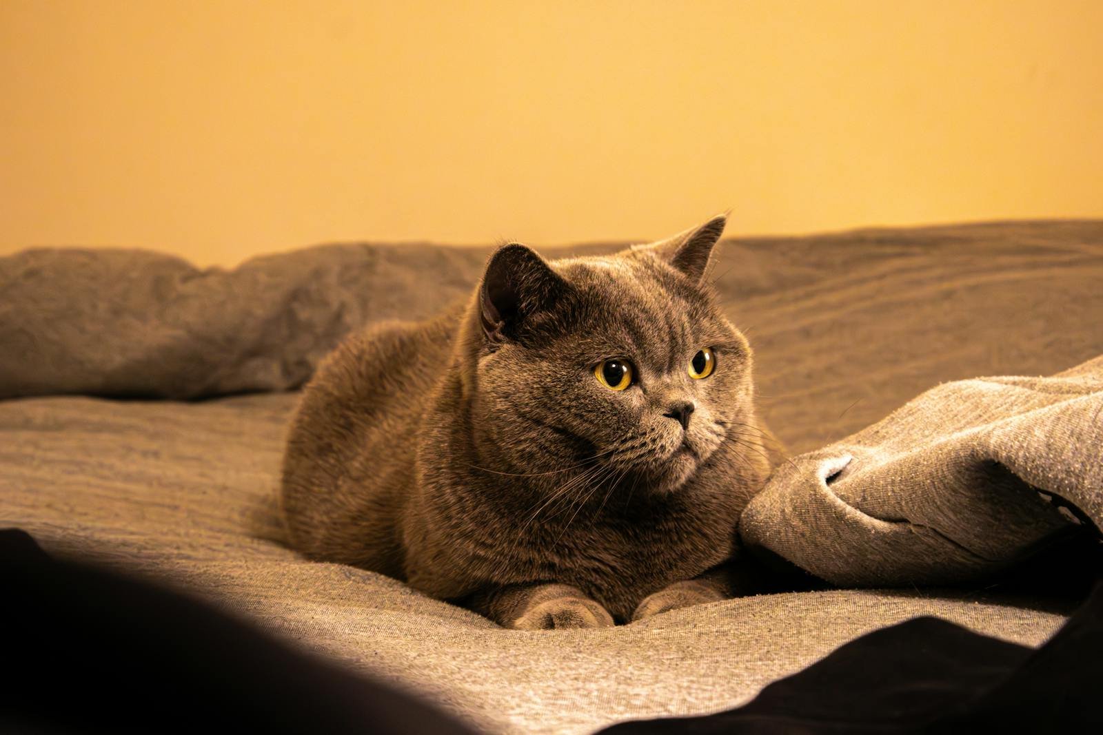 British Shorthair cat relaxing on a cozy bed with warm lighting. Perfect indoor scene for cat lovers.