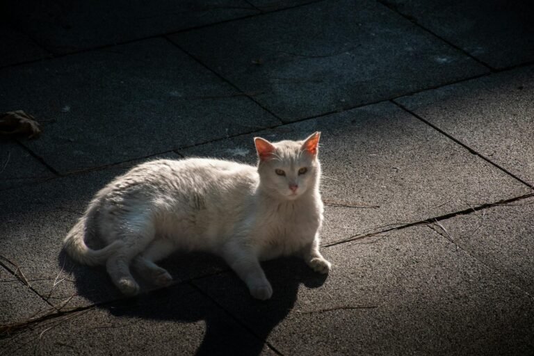 10 Emotional Investments Cats Make Without You Knowing
