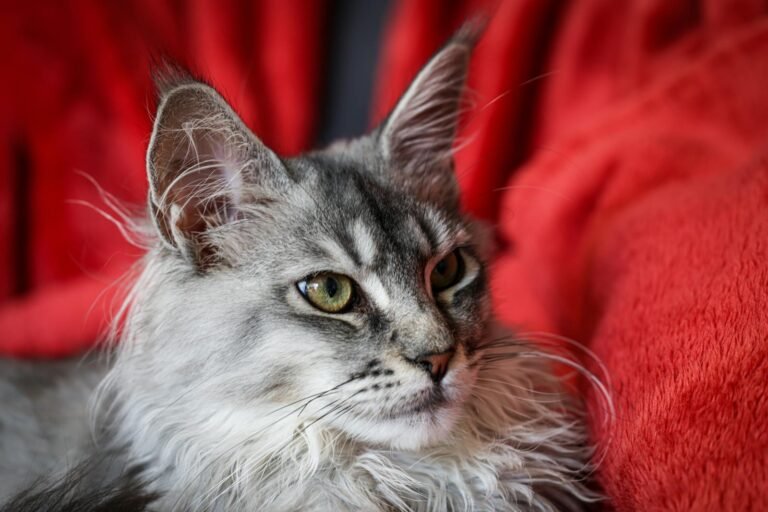 8 Quiet Patterns That Show Your Cat Is Finally Settled