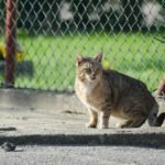 A tabby cat sits on a pavement near a chain-link fence with flowers in the background, basking in the sun.