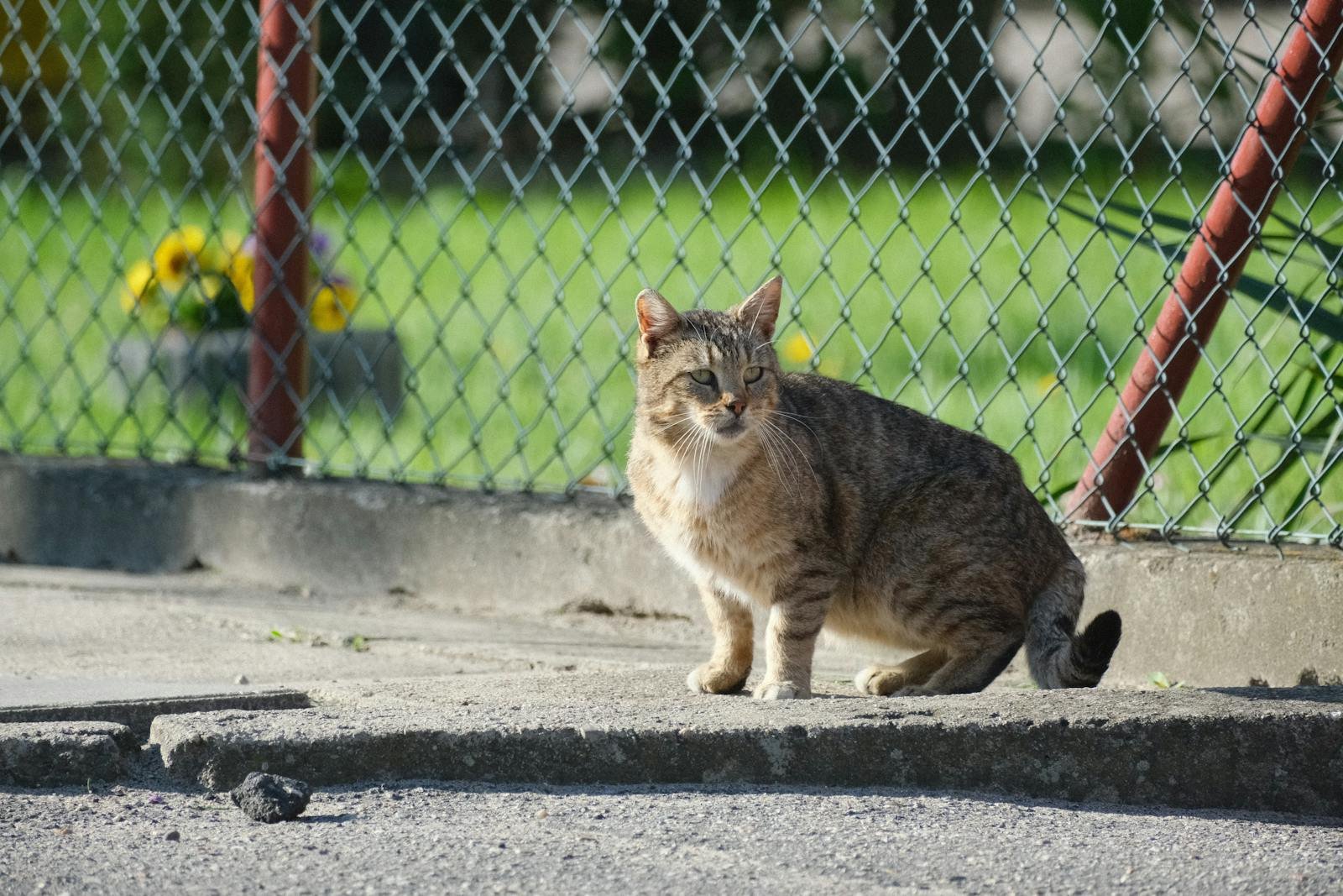 A tabby cat sits on a pavement near a chain-link fence with flowers in the background, basking in the sun.