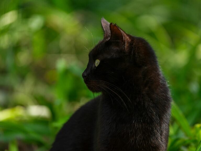 Is the Bombay Cat the Best Kept Secret in the Feline World?