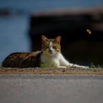 A street cat lazily relaxes under the sun in Istanbul with a butterfly nearby, capturing nature and urban life.