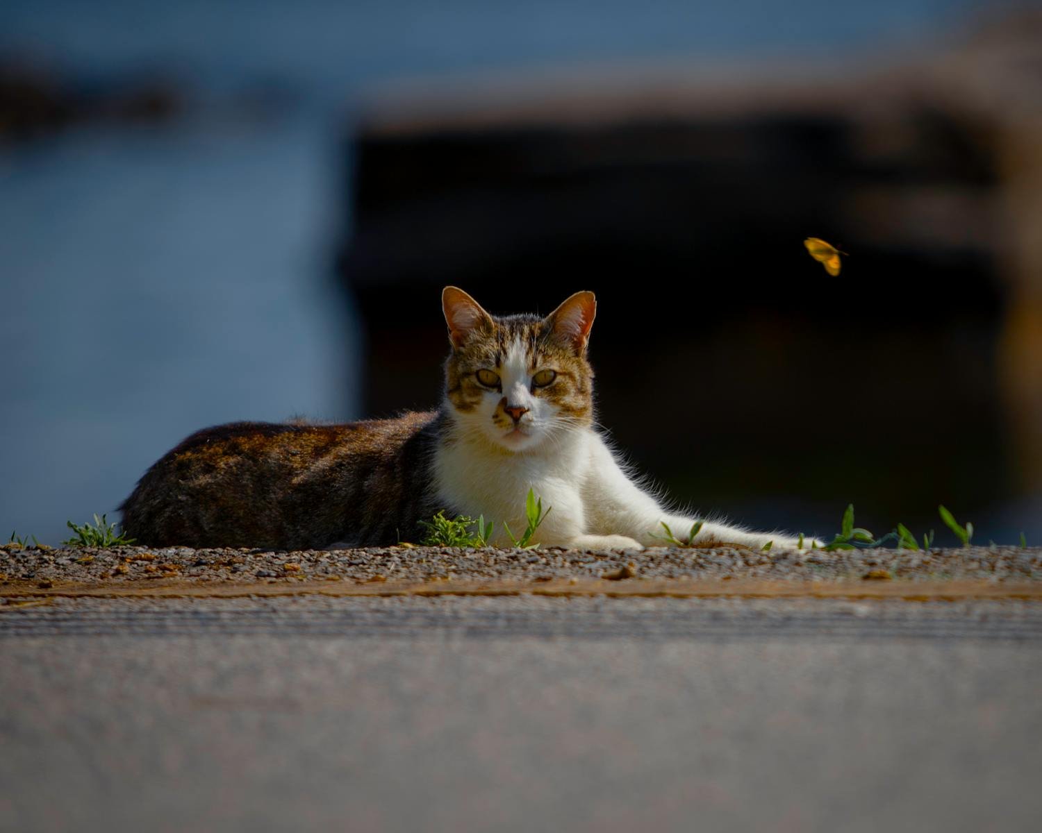 A street cat lazily relaxes under the sun in Istanbul with a butterfly nearby, capturing nature and urban life.