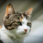 A detailed portrait of a calico cat with green eyes basking in sunlight outdoors.