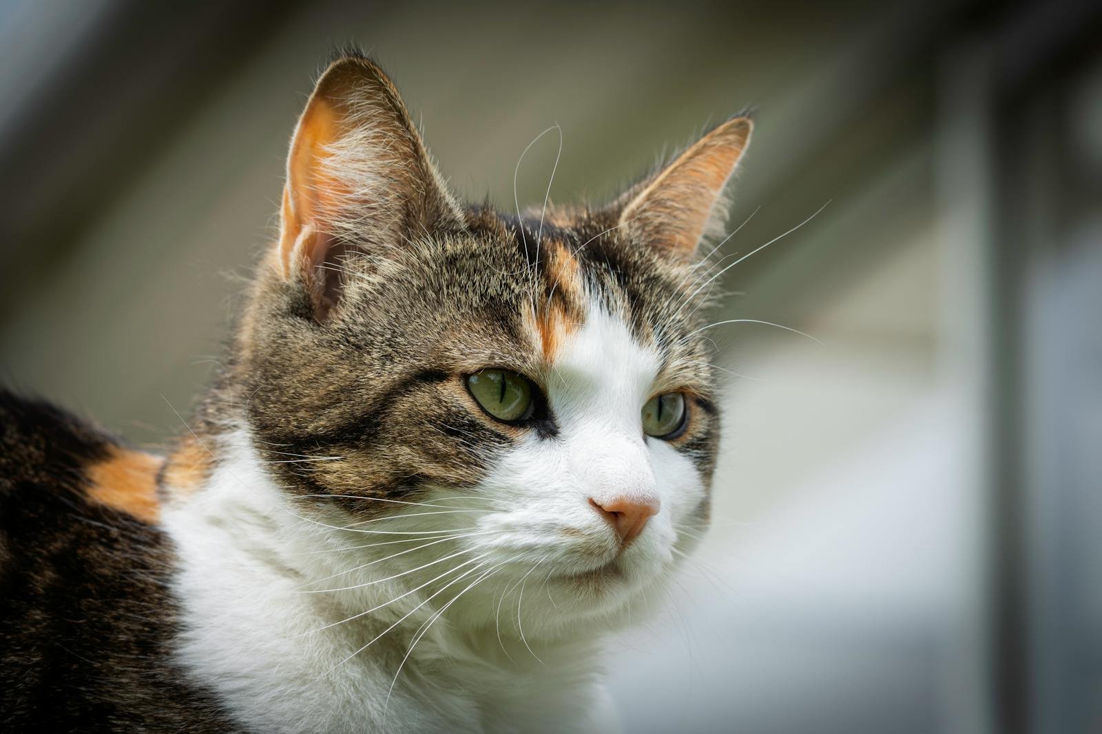 A detailed portrait of a calico cat with green eyes basking in sunlight outdoors.