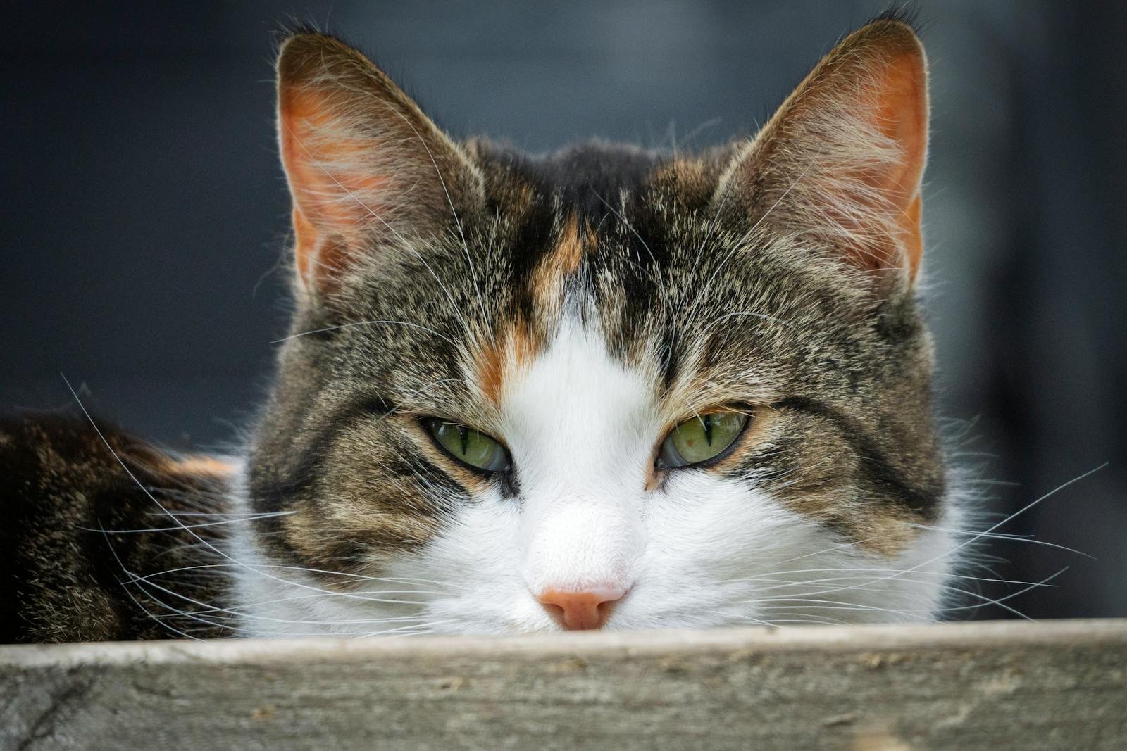 A serene tabby cat relaxes outdoors, showcasing its distinctive green eyes and tri-color fur.