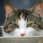 A serene tabby cat relaxes outdoors, showcasing its distinctive green eyes and tri-color fur.