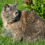 Close-up of a tortoiseshell cat enjoying the sunlight in a lush green garden.