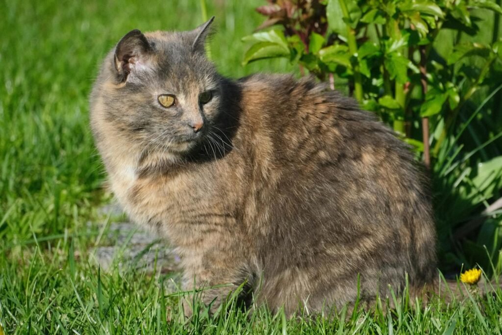 Close-up of a tortoiseshell cat enjoying the sunlight in a lush green garden.