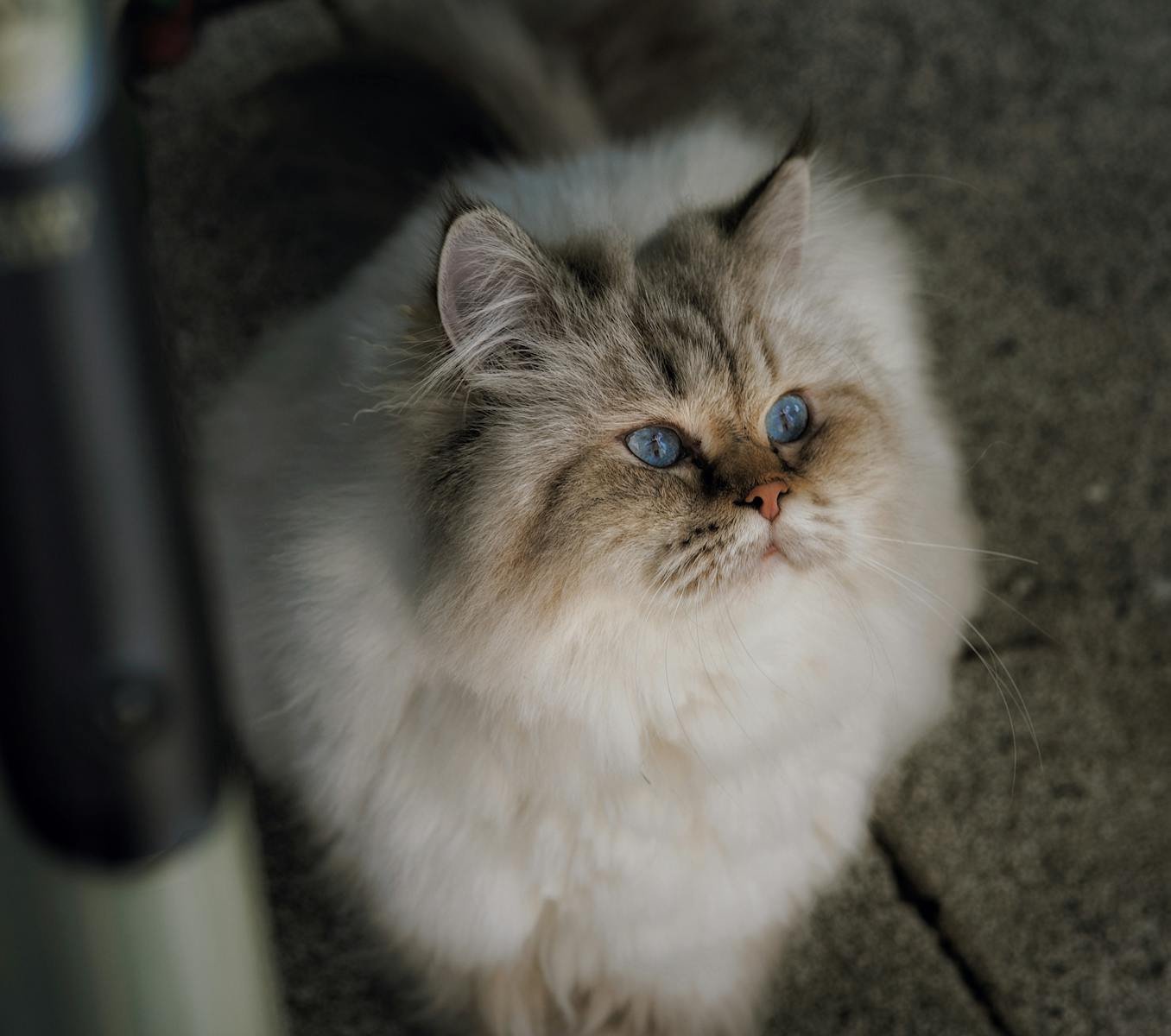 Close-up of a fluffy Himalayan cat with blue eyes, sitting outdoors on a sunny day.