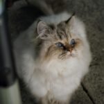 Close-up of a fluffy Himalayan cat with blue eyes, sitting outdoors on a sunny day.