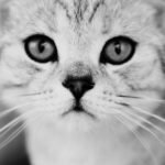 Detailed close-up portrait of a cat in black and white, showing its expressive eyes.
