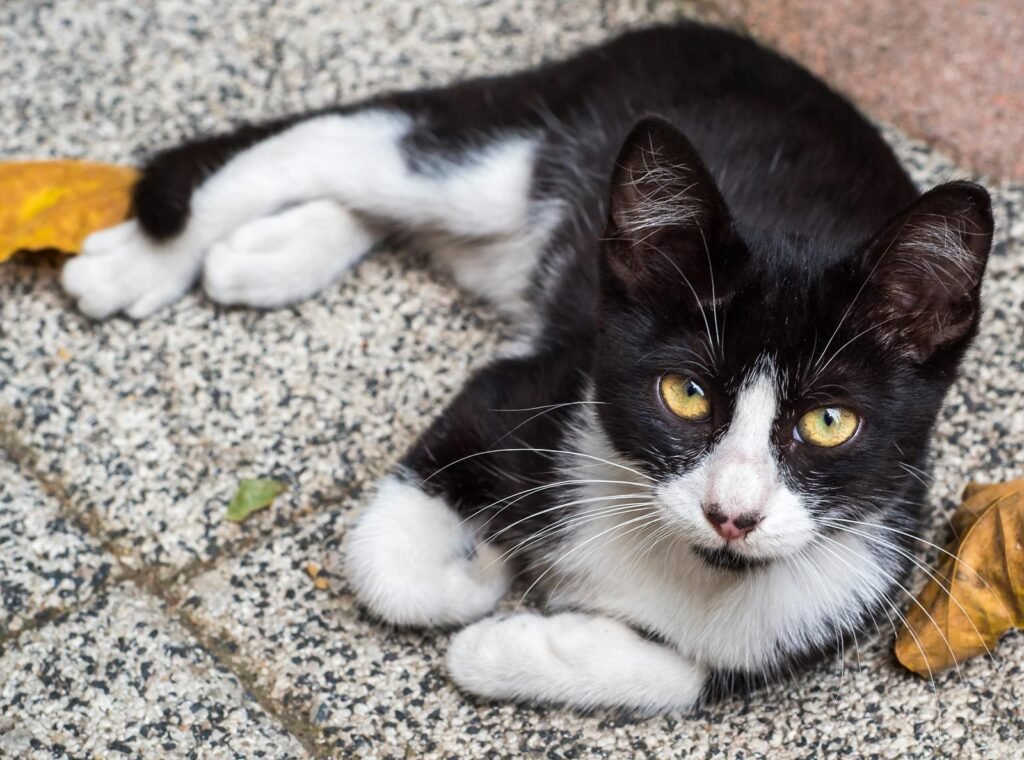 Free stock photo of adorable cat, animal detail, cat close-up