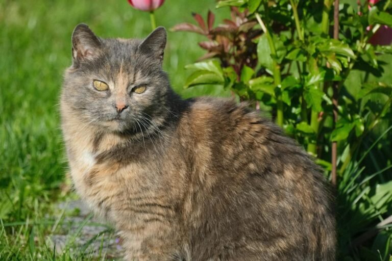 The Top Cat Breeds That Prefer Consistency Over Chaos