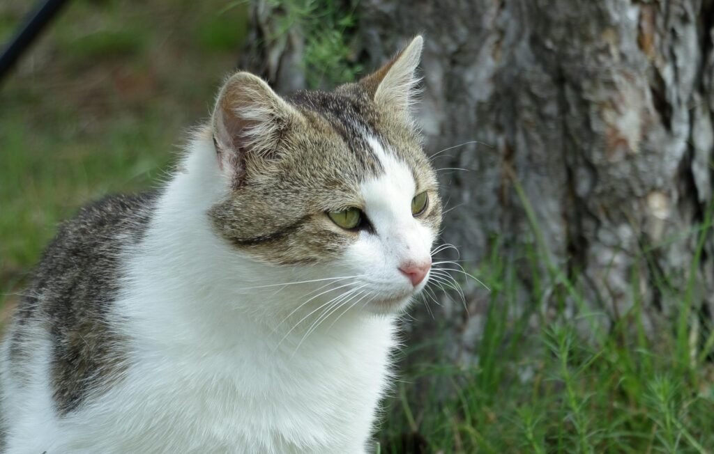 A serene close-up of a cat in a natural outdoor setting, showcasing its calm demeanor.