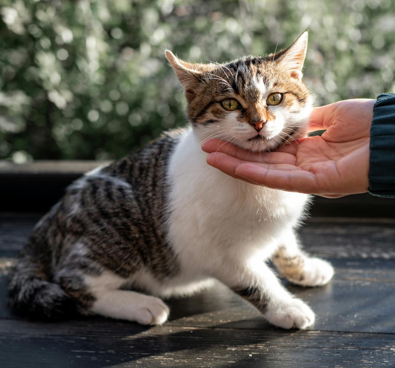 Free stock photo of adorable cat, adorable feline, adult cat