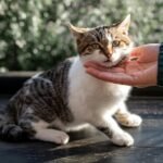 Free stock photo of adorable cat, adorable feline, adult cat