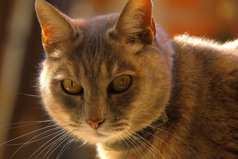 Miti