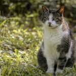 A tranquil domestic cat enjoys the outdoors, sitting amidst lush greenery in a sunlit garden.