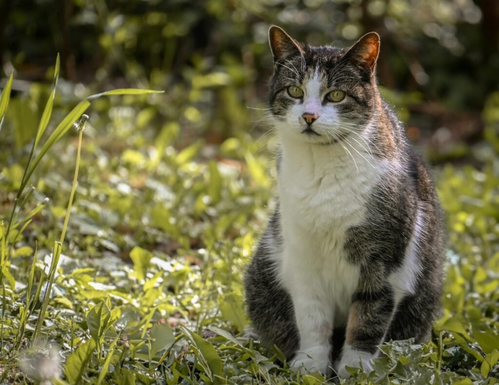 A tranquil domestic cat enjoys the outdoors, sitting amidst lush greenery in a sunlit garden.