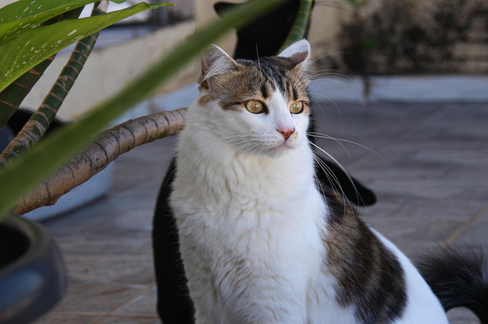 A stunning domestic cat sits outdoors in São Paulo, surrounded by greenery and sunshine.