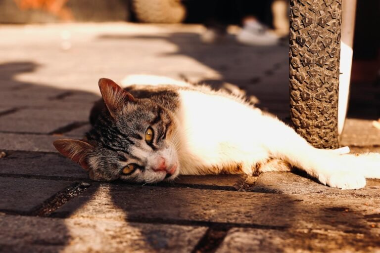 How to Be the Calm Your Cat Wants in a Noisy World