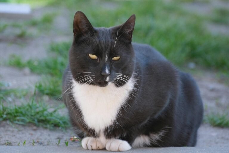 Is Silence Bliss? What Your Cat’s Quietness Really Means