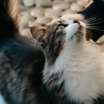 Close-up of a fluffy tuxedo cat enjoying a gentle petting from a person's hand.