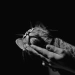 A serene grayscale portrait of a tabby cat enjoying affection in a studio setting.