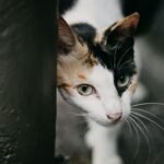 A curious calico cat with bright eyes peeking out from behind a wall, showcasing its playful nature.