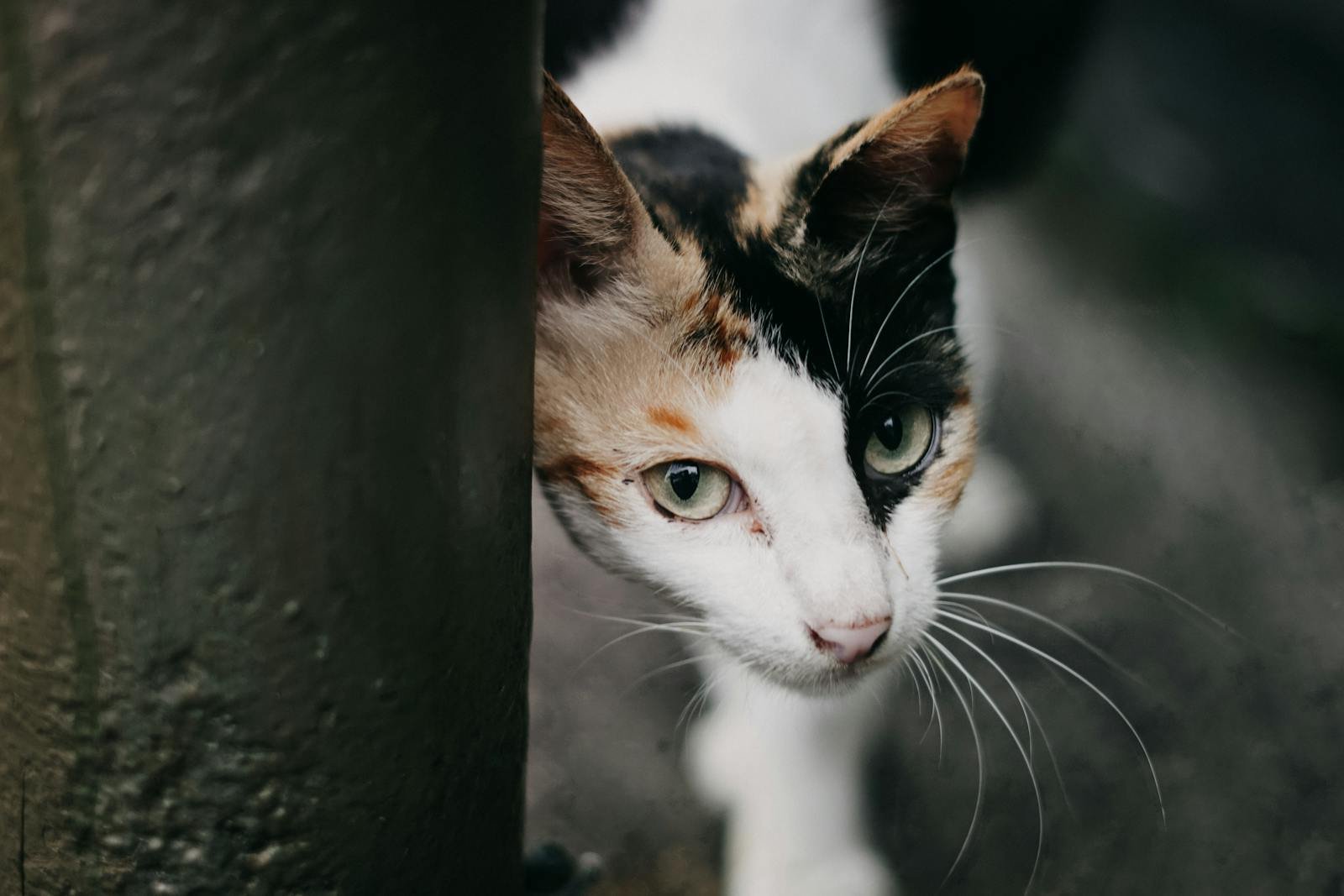 A curious calico cat with bright eyes peeking out from behind a wall, showcasing its playful nature.