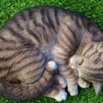 A cute gray tabby cat sleeping peacefully curled up on vibrant green grass.