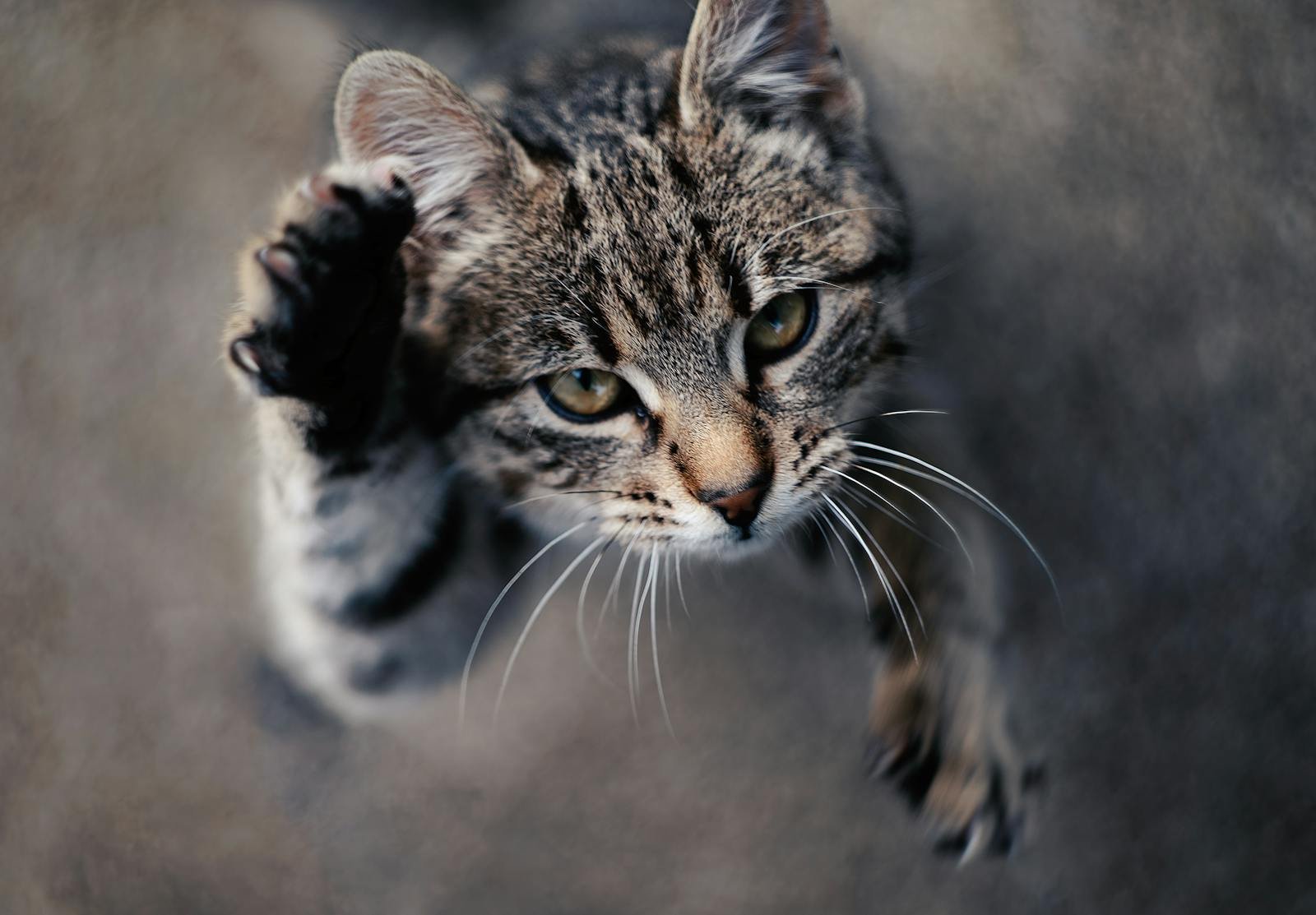 Close-up of a cute tabby kitten playfully reaching upwards, perfect for pet lovers.