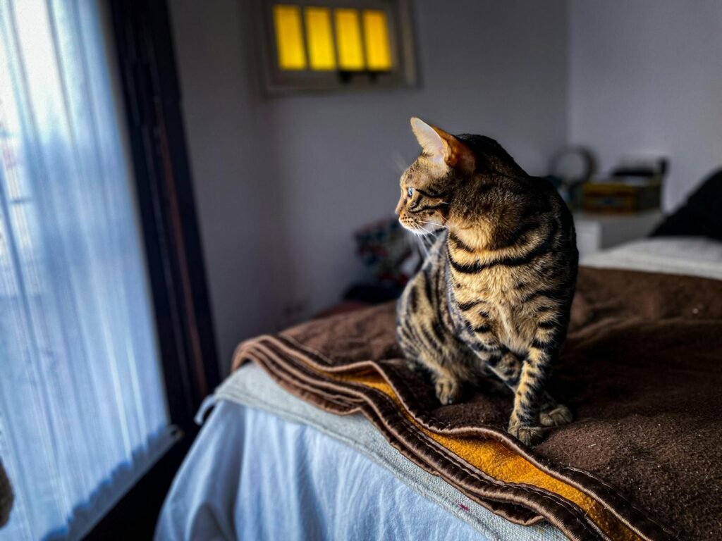 Curious Bengal cat looking at window while sitting on soft bed in cozy bedroom