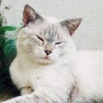 Cute white cat with eyes closed lying nearby stone wall of building at daylight