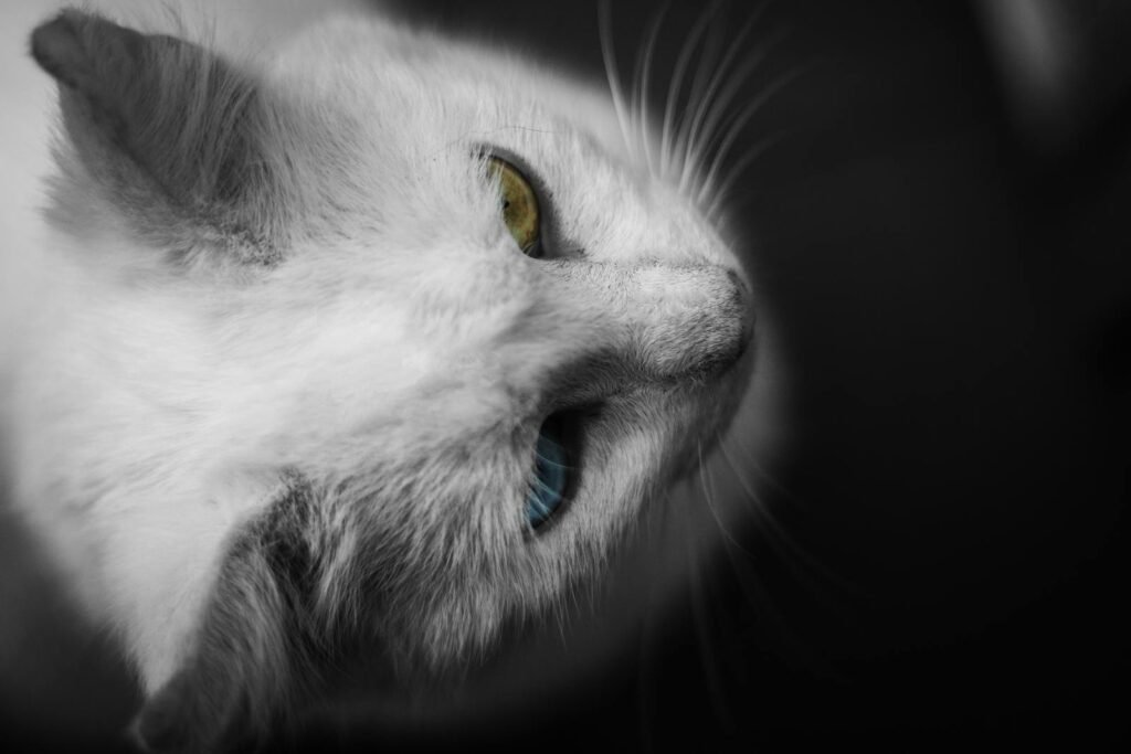 Captivating close-up of a white cat with striking blue and yellow eyes, showcasing its unique appearance.