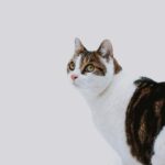 Cute tabby cat with green eyes looking attentively against a white background.