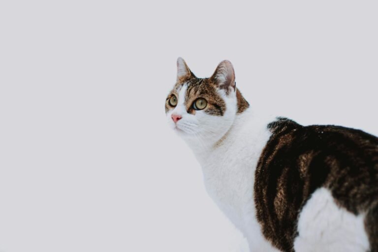 Cute tabby cat with green eyes looking attentively against a white background.