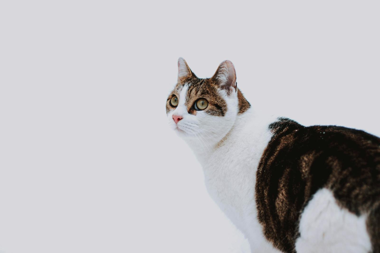 Cute tabby cat with green eyes looking attentively against a white background.