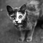A captivating black and white close-up of a domestic cat looking curiously at the camera.