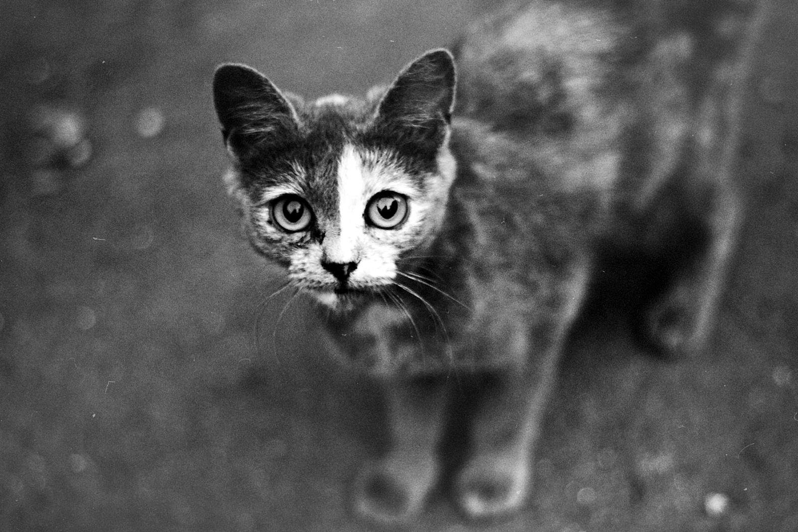 A captivating black and white close-up of a domestic cat looking curiously at the camera.