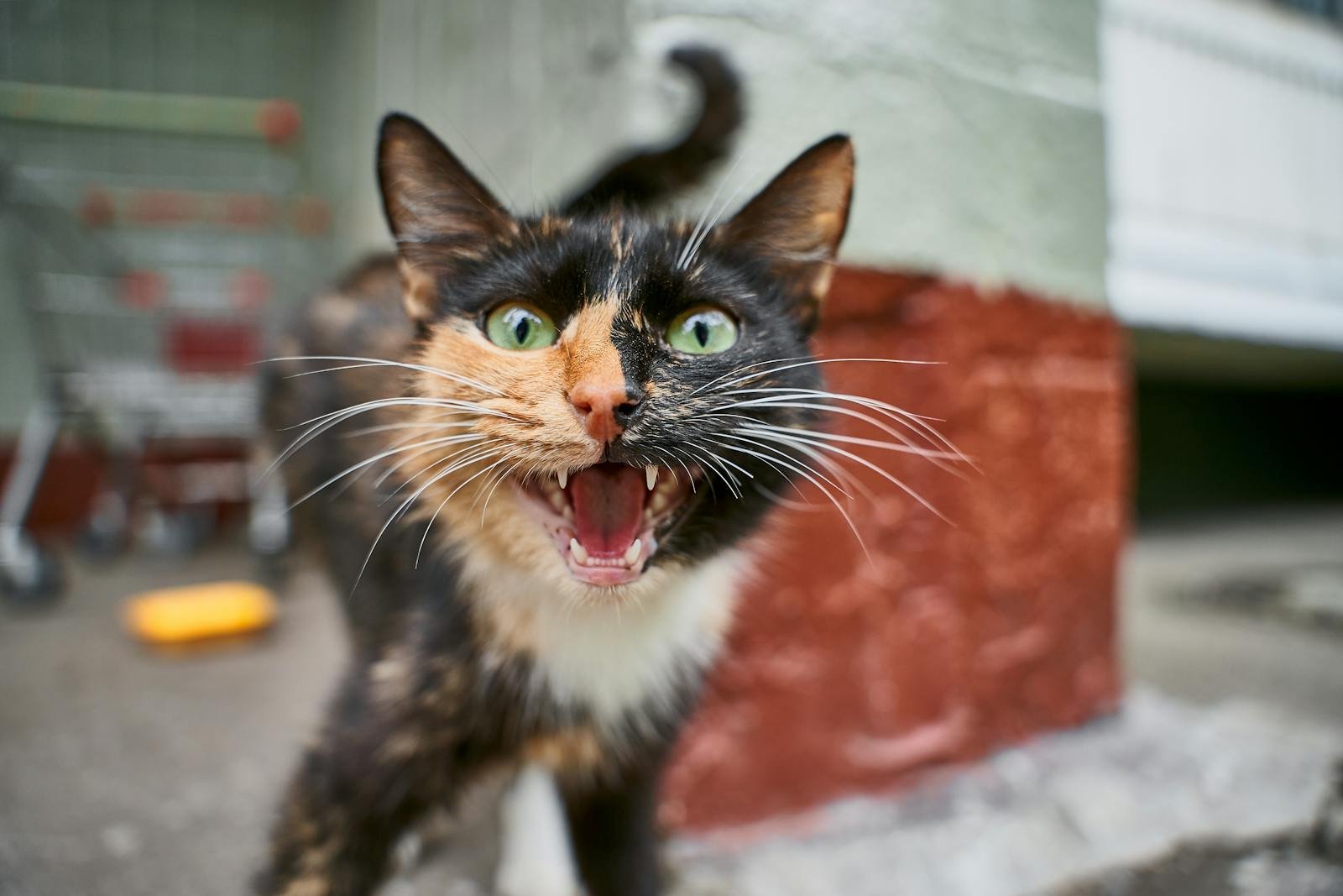 A lively calico cat meowing with open mouth and visible fangs. Perfect for animal or pet photography.