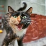A lively calico cat meowing with open mouth and visible fangs. Perfect for animal or pet photography.