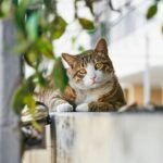 A cute tabby cat lies on a wall, surrounded by greenery in Tel Aviv.