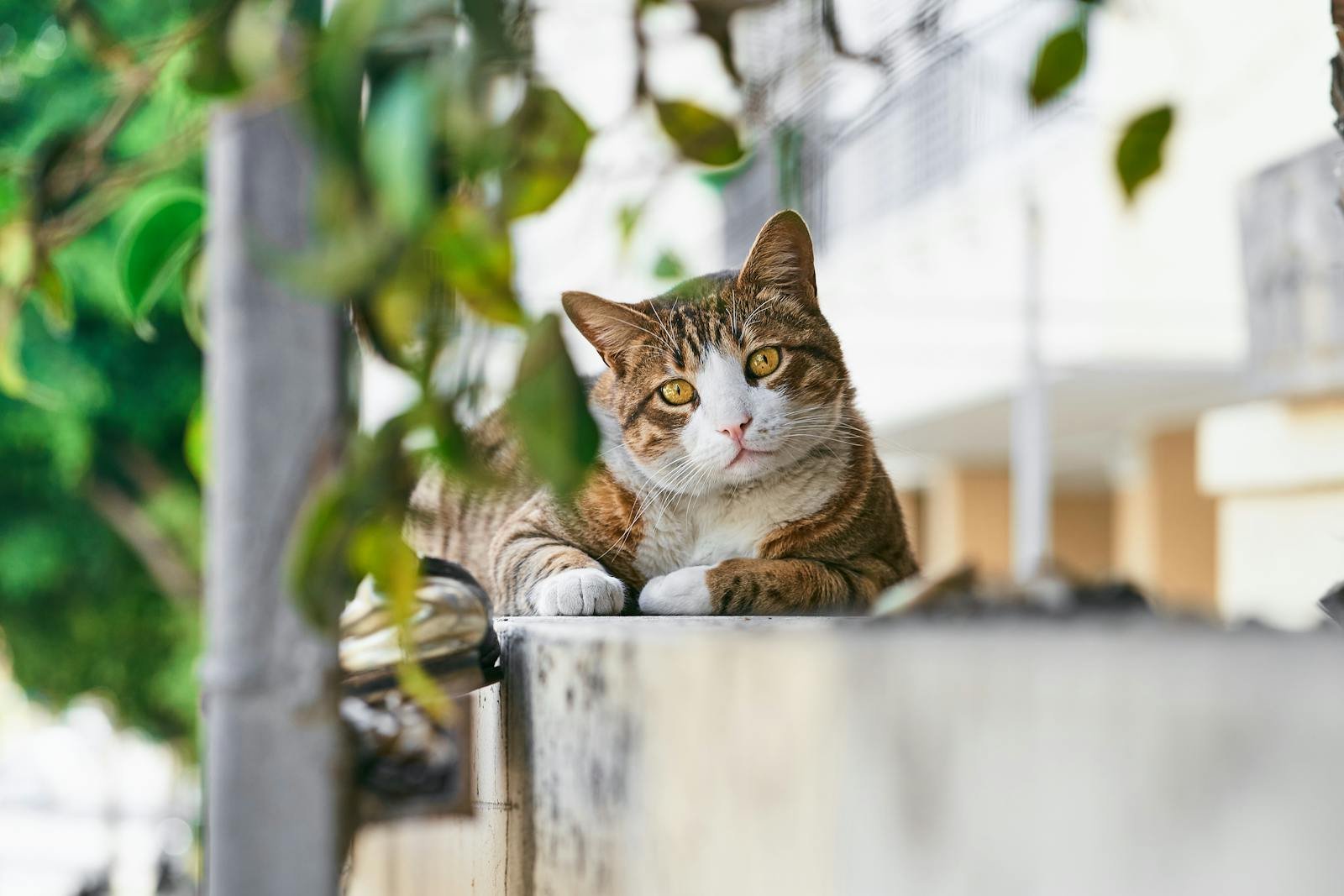 A cute tabby cat lies on a wall, surrounded by greenery in Tel Aviv.