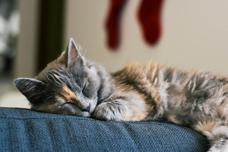 Relaxing tabby cat peacefully sleeping on a cozy sofa indoors.