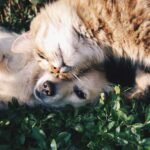 A heartwarming moment of a cat cuddling a dog on green grass outdoors.